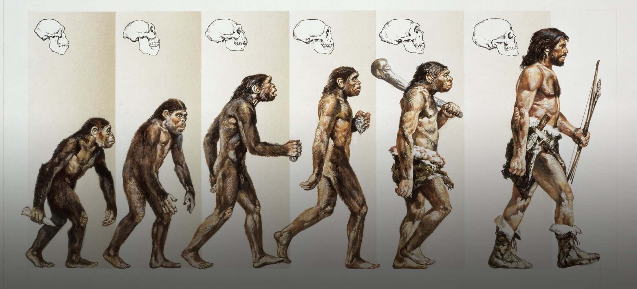 Секреты в нашей ДНК. Хронология эволюции человека описывает основные события в эволюции вида Homo sapiens и эволюцию предков современного человека. Фото.