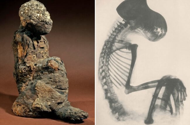 Почему в Древнем Египте боготворили обезьян и делали из них мумии. Фото.