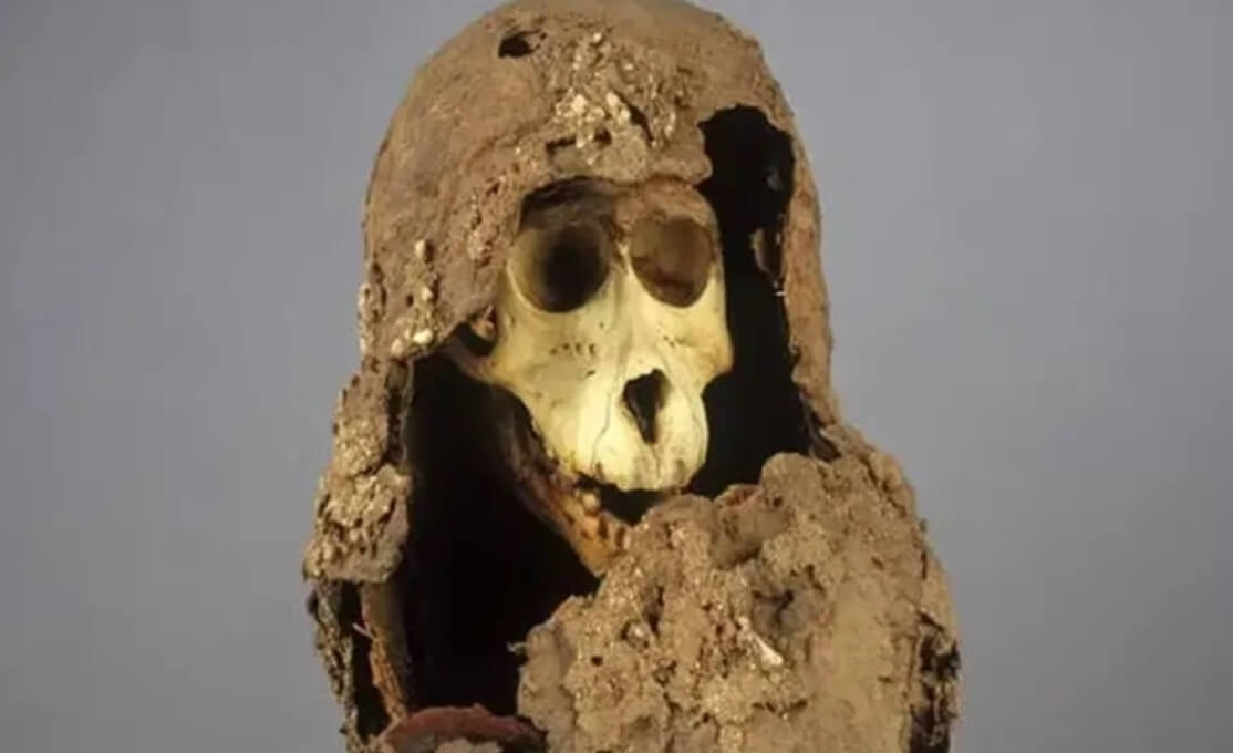 Торговля обезьянами в Африке. Череп мумифицированной обезьяны, найденный в египетских Фивах. Фото.