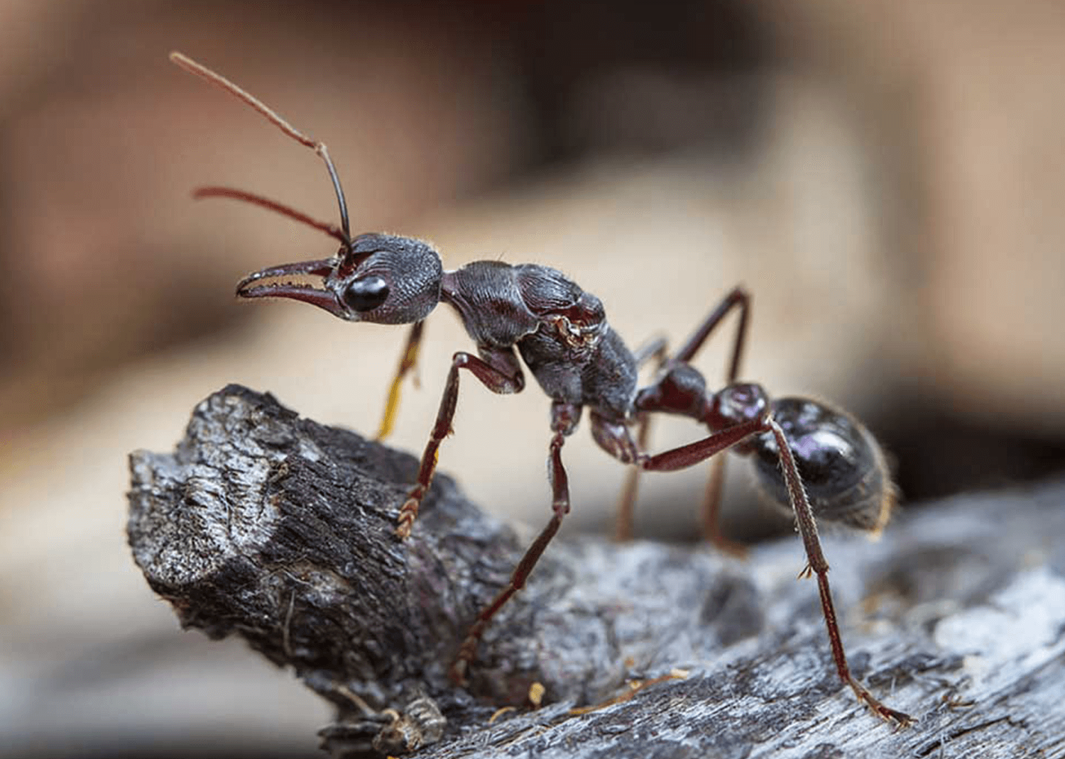 Как в Австралии возникли ядовитые членистоногие. Муравей-бульдог — один из самых смертоносных муравьев на свете. Фото.