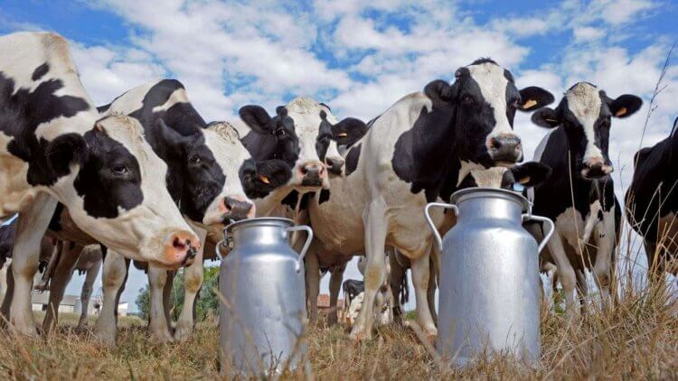 Климат и благополучие животных. Молочные коровы – самки крупного рогатого скота, то есть взрослые коровы, разводящиеся для получения большого количества молока. Молочный скот относится к виду Bos taurus. Фото.