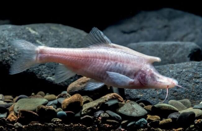 Единороги существуют: в китайской пещере найдены одни из самых необычных рыб в мире. Фото.