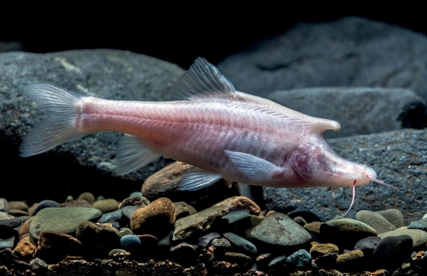 Единороги существуют: в китайской пещере найдены одни из самых необычных рыб в мире. Удивительная рыба-единорог обитает в одной из пещер Китая. Фото.