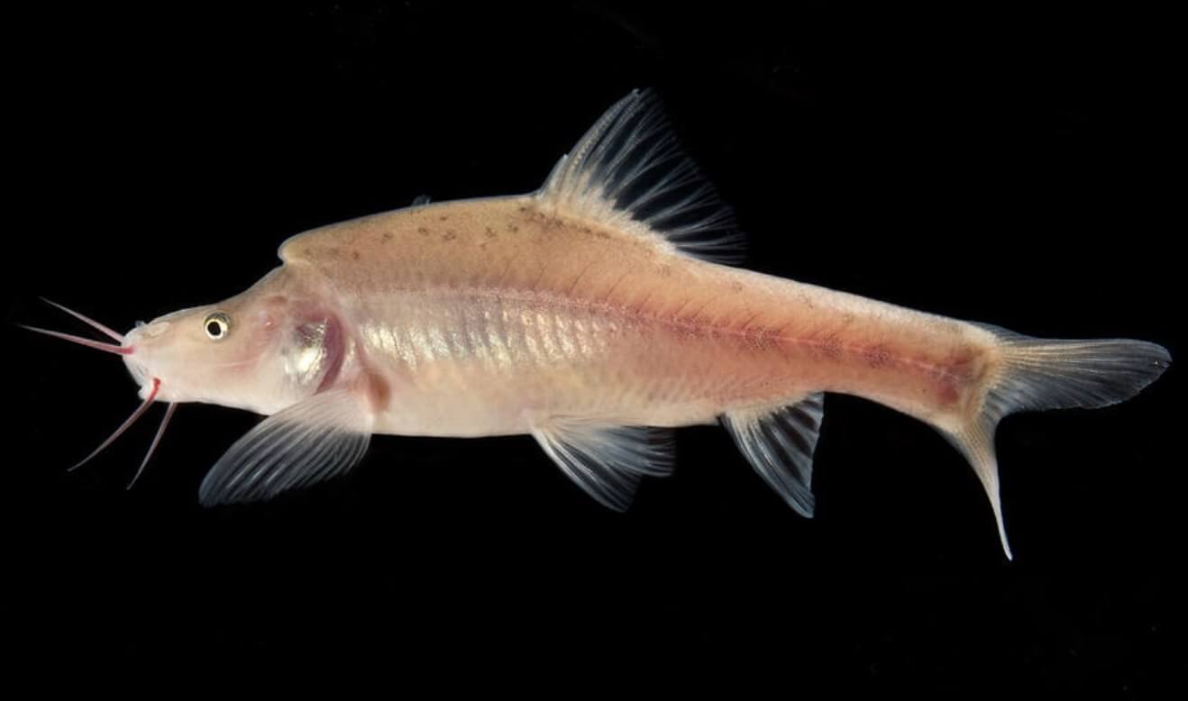 Ученые открыли новый вид рыб в Китае. Рыба-единорог Sinocyclocheilus longicornus. Фото.