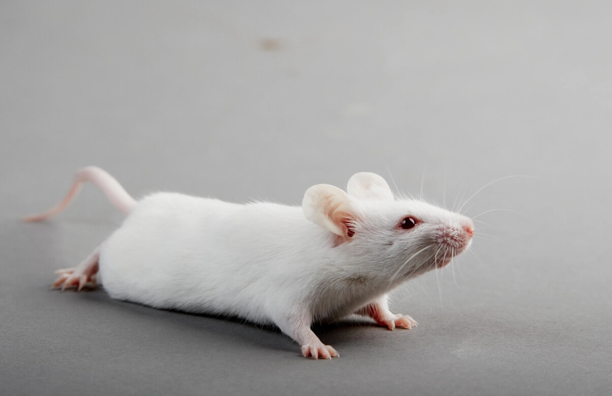 Как бессонная ночь влияет на мозг. Ученые проводят эксперименты на мышах, потому что они во многом похожи на нас. Фото.
