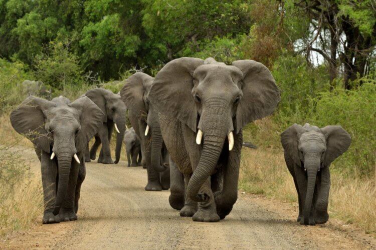 Ученые расшифровали “язык слонов” при помощи ИИ. Слоны реагируют даже на запись со звуком их имен. Фото.