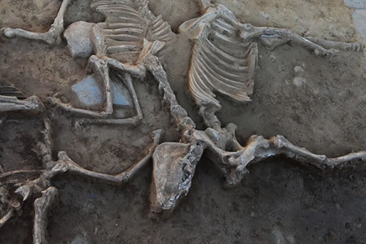 Археологическое открытие в Испании. Принесенные в жертву животные при жизни тяжело работали. Фото.