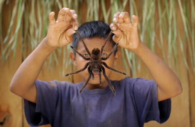Птицеед-голиаф: самый большой паук в мире, из которого готовят вкусные блюда. Фото.