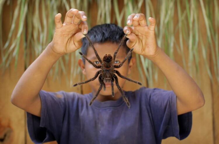 Птицеед-голиаф: самый большой паук в мире, из которого готовят вкусные блюда. Птицееды-голиафы опасны для людей, но в Южной Америке их все равно употребляют в пищу. Фото.