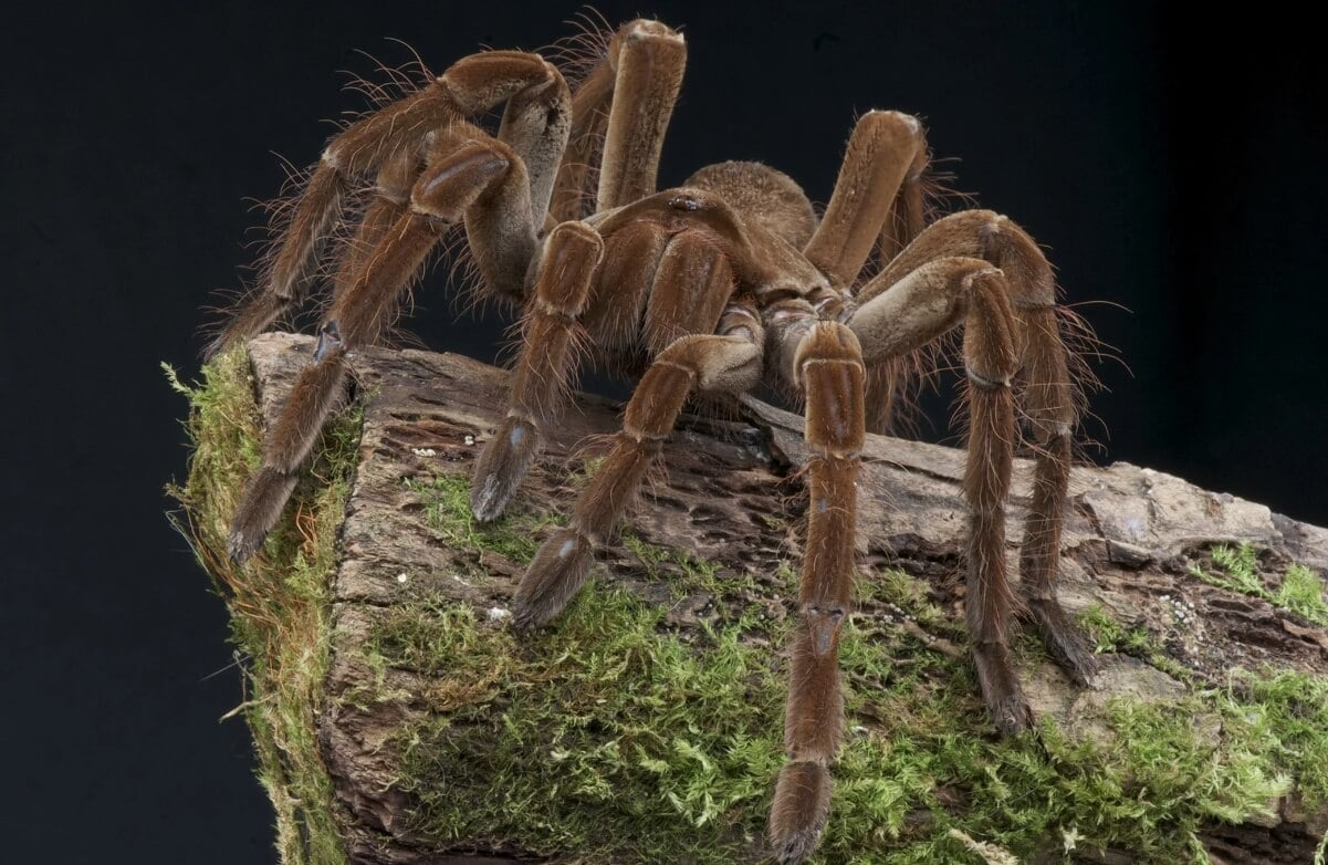 Насколько опасны пауки-птицееды. Волосы на теле есть у многих видов пауков. Фото.