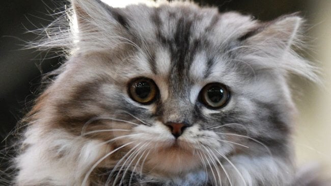 Почему любителям кошек угрожает шизофрения — опасайтесь укуса своего питомца. Фото.