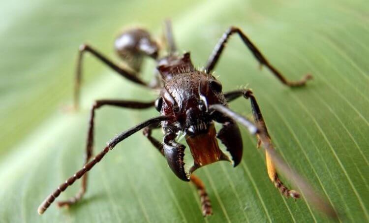 Самый болезненный яд насекомого. У муравья-пули самый болезненный укус среди насекомых. Фото.