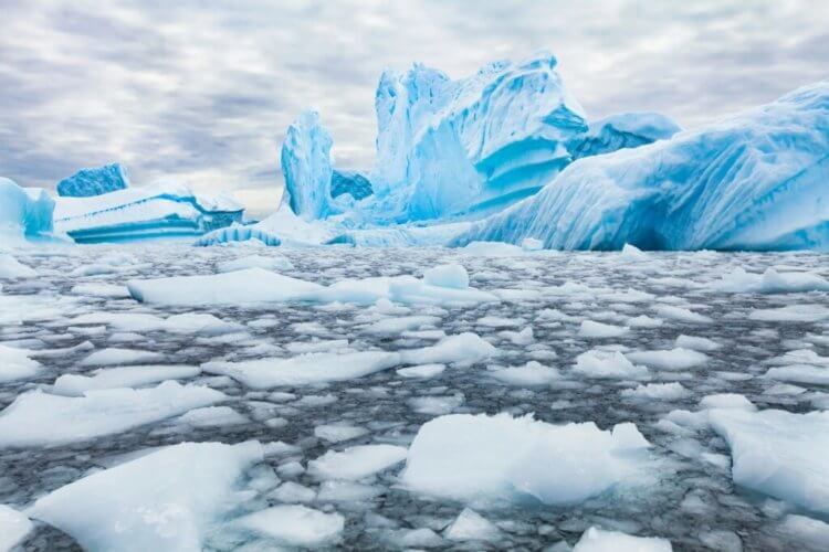Морские существа Антарктиды. Потепление климата может уничтожить антарктическую экосистему. Фото.