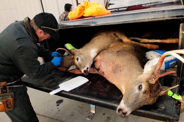Почему олени-зомби снова в тренде? Олень из Йеллоустоунского национального погиб от ХИБ. Фото.