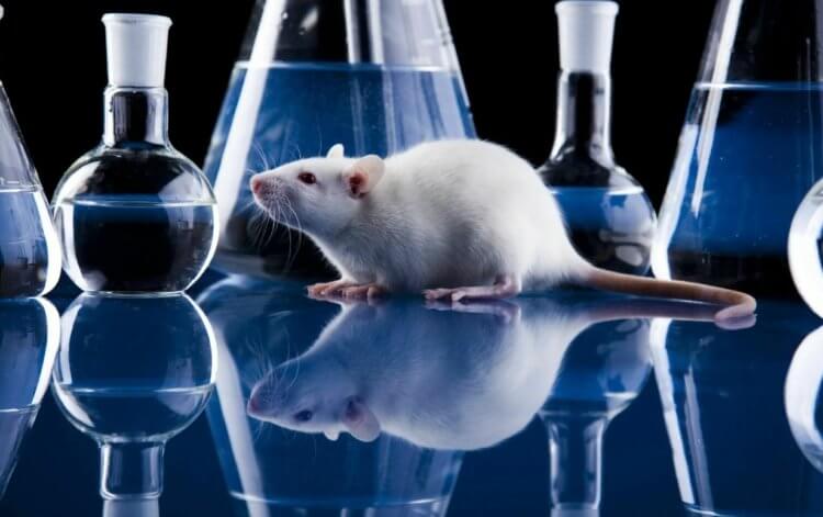 Влияние алкоголя на будущего ребенка. Влияние алкоголя на репродуктивные функции мужчин было изучено на примере лабораторных мышей. Фото.