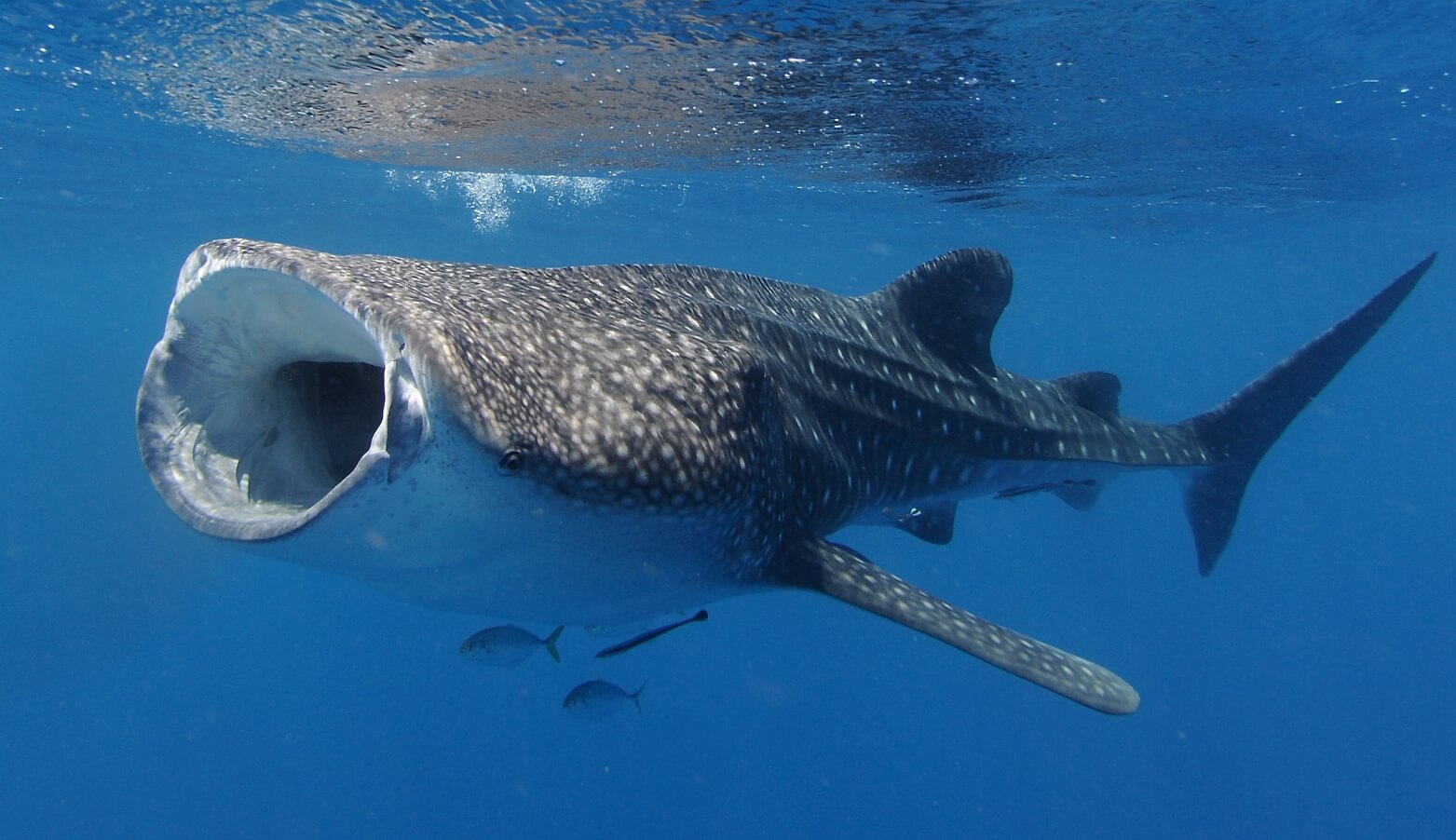 Размеры китовой акулы. Фотография китовой акулы. Источник: Newsweek. Фото.