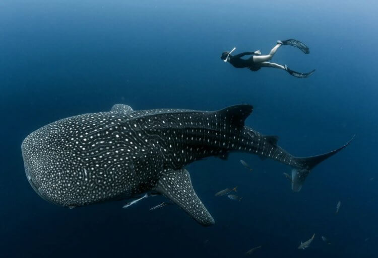 Размеры китовой акулы. Аквалангист рядом с большой китовой акулой. Источник: birdsheadseascape. Фото.