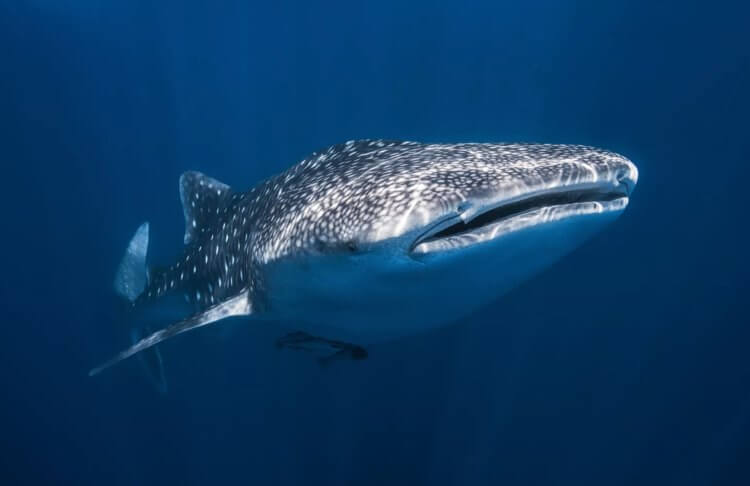 Сколько китовых акул в мире. Возможно, китовые акулы являются одними из самых редких рыб в мире. Изображение: fineartamerica. Фото.