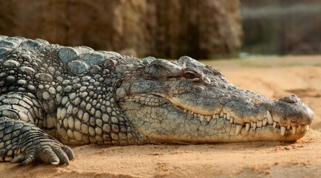 Чем крокодил отличается от аллигатора и гавиала — вы больше их не спутаете. Фото.