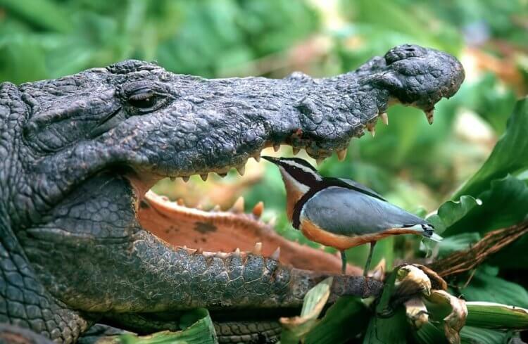 От кого произошли крокодилы. Удивительно, но крокодилы и птицы являются родственниками. Фото.