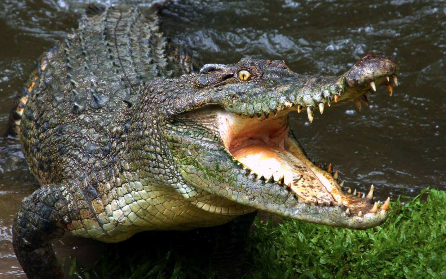 Как выглядят крокодилы. В общих чертах, крокодилы, аллигаторы и гавиалы очень похожи. Фото.