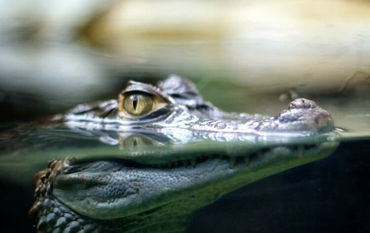 Отличия крокодилов, аллигаторов и гавиалов. Все представители отряда крокодилов являются хищниками. Фото.