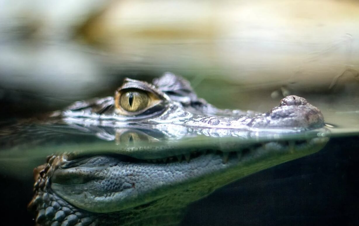 Отличия крокодилов, аллигаторов и гавиалов. Все представители отряда крокодилов являются хищниками. Фото.