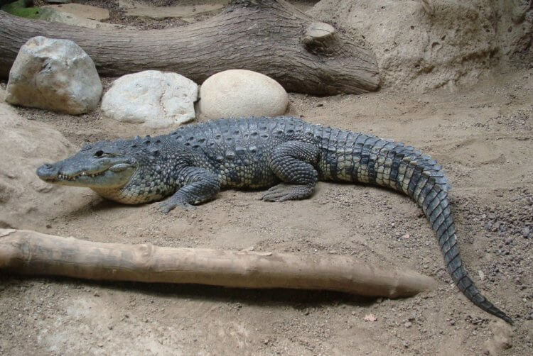 Как выглядят настоящие крокодилы. На фотографии — настоящий крокодил с удлиненной формой головы. Фото.