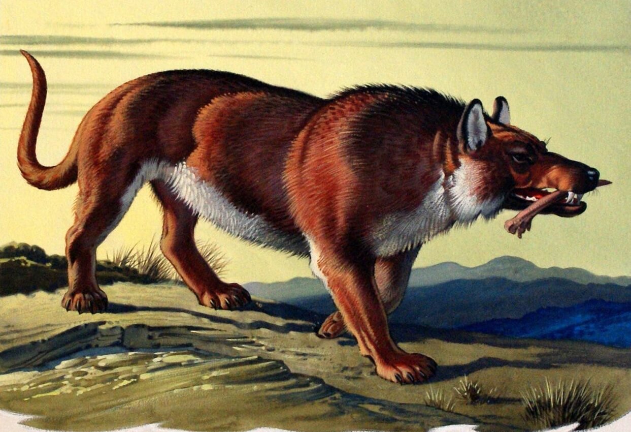 Эндрюсархи — самые большие млекопитающие древности. Эндрюсархи были крупнее и опаснее современных волков. Изображение: Illustrationartgallery. Фото.