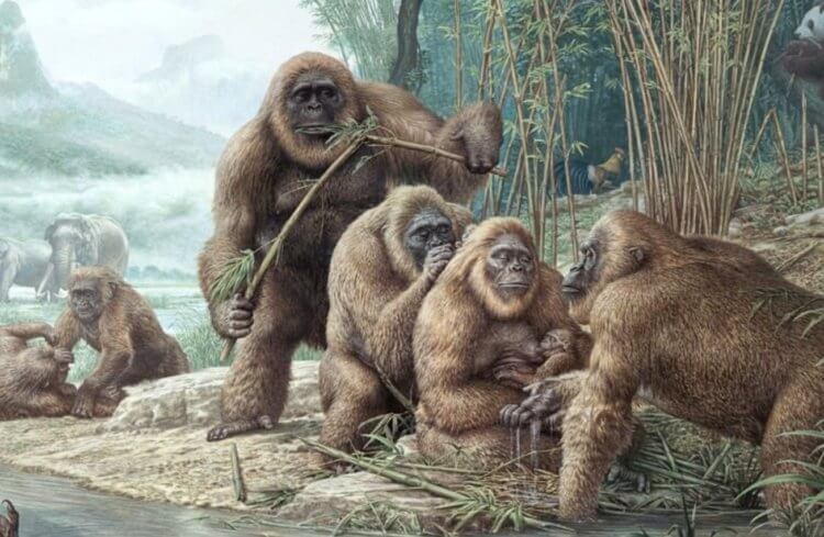 Гигантопитек — самая большая обезьяна в истории Земли. Возможно, гигантопитеки, как и многие современные приматы, жили в группах. Изображение: Newscientist. Фото.