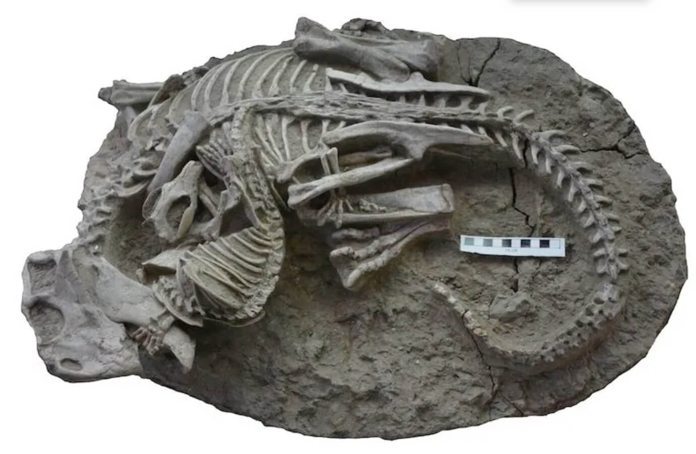 Динозавры не были непобедимыми. Финальная схватка древнего млекопитающего и динозавра. Изображение: Канадский музей природы. Фото.