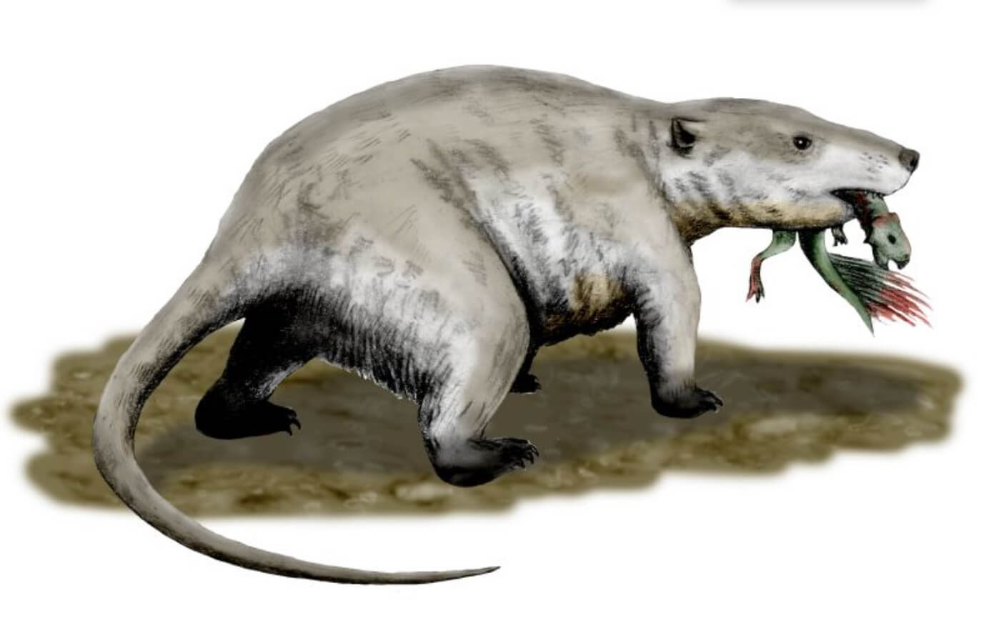 Динозавры не были непобедимыми. Репеномам. Изображение: Википедия. Фото.