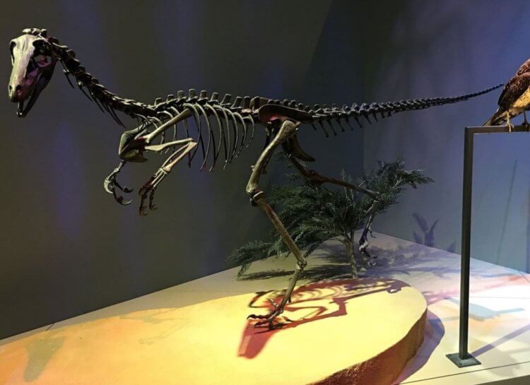 Какими были динозавры троодоны. Реконструкция скелета троодона. Изображение: Smithsonian Magazine. Фото.