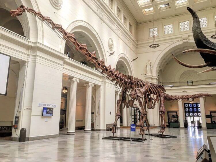 Как эволюционировали динозавры. Реконструкция скелета патаготитана. Изображение: Википедия. Фото.