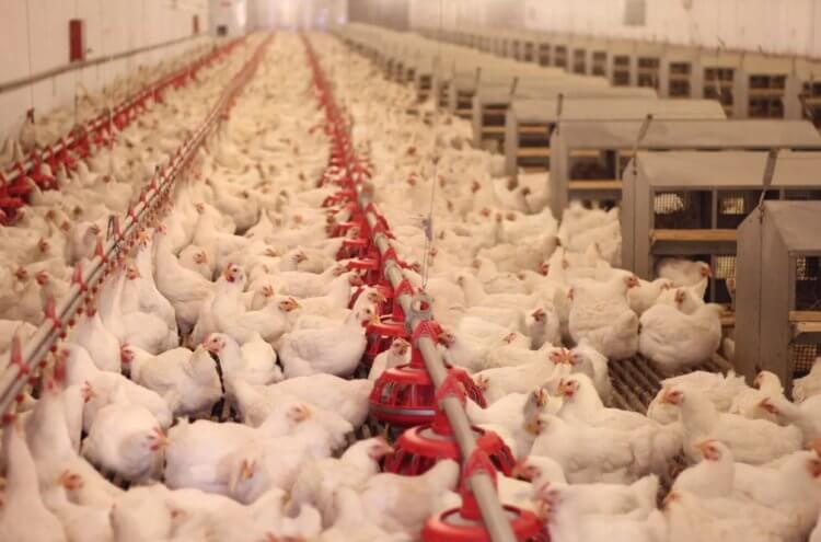 Причина подорожания яиц в России. В 2023 году птицефермы испытывают большие проблемы. Изображение: Feedfood. Фото.