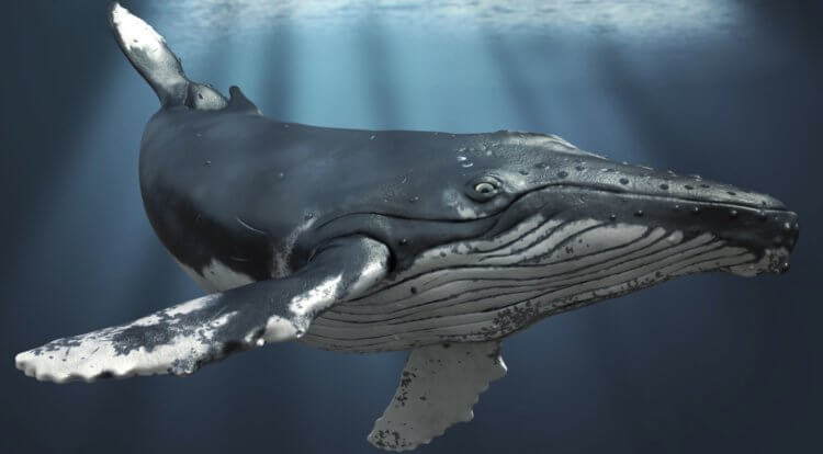 Кто такие горбатые киты. Горбатые киты являются одними из самых крупных млекопитающих в мире. Фото.