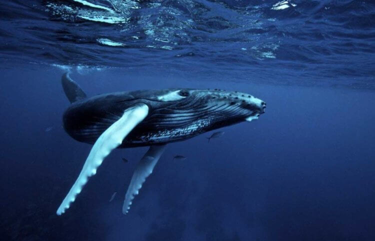 Общение с животными возможно. Самки горбатых китов обычно крупнее самцов. Фото.