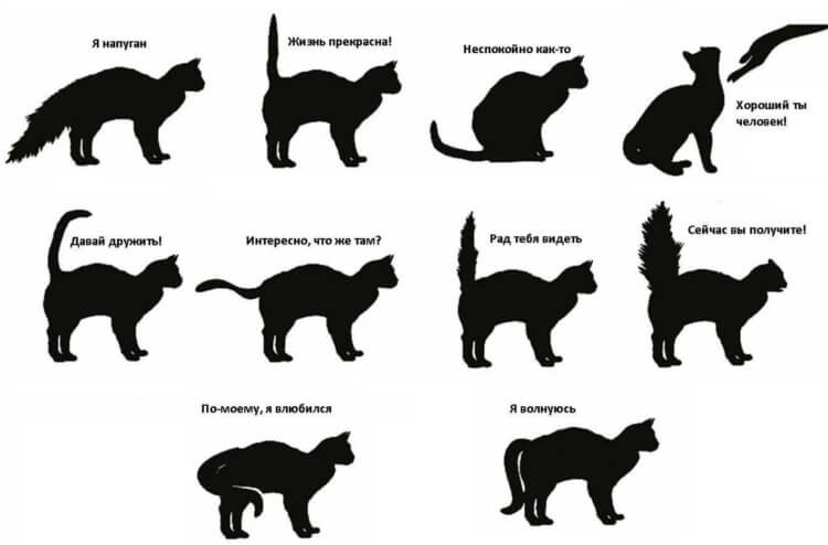 Как понимать животных. Эта памятка может помочь вам понять свою кошку. Фото.