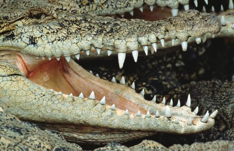 Почему у людей не восстанавливаются зубы. У аллигаторов есть удивительная способность к регенерации зубов. Фото.
