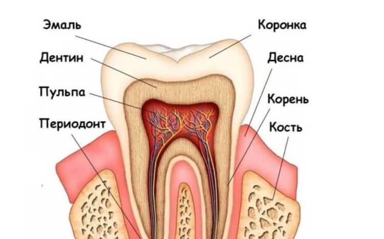 Что входит в состав зубов. Строение зуба человека. Источник: solntsepek.ru. Фото.