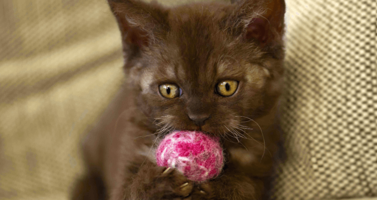 Кошки любят приносить игрушки. Многие владельцы кошек случайно обнаруживали, что их питомцы приносят брошенную игрушку. Фото.