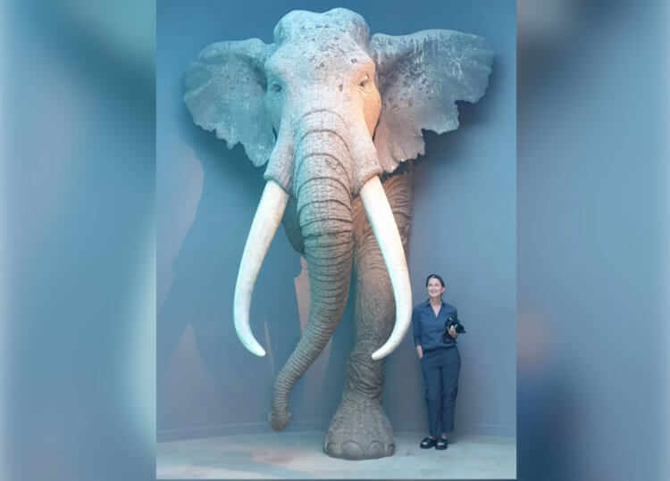 Самые большие слоны в истории. Еще одно сравнение прямобивневого слона с человеком. Фото.