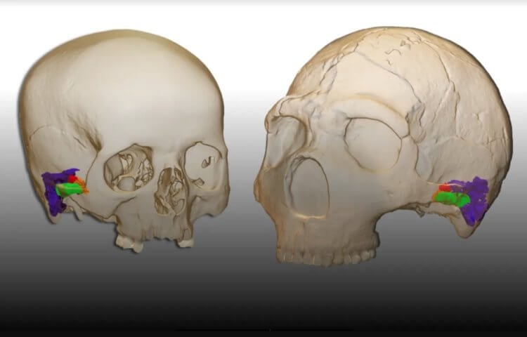 Особенности тела неандертальцев. 3D-модель реконструкции уха современного человека (слева) и уха неандертальца (справа). Фото.