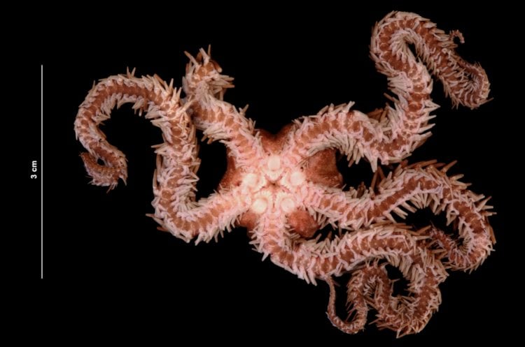 Животные без головы и мозга. Размер морских звезд Ophiocoma echinata равен всего лишь нескольким сантиметрам. Фото.