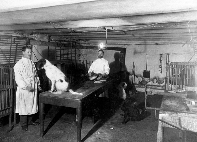 Что такое классическое обусловливание. Лаборатория Ивана Павлова в 1904 году. Фото.