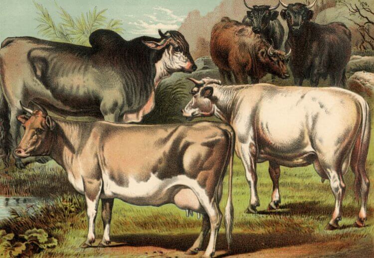 Самый богатый источник растительного белка. Навоз крупного рогатого скота использовался людьми в качестве удобрения. Изображение: Nyafoto. Фото.