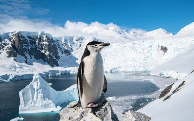 Почему пингвины по 10 тысяч раз в день погружаются в 4-секундный сон. Фото.