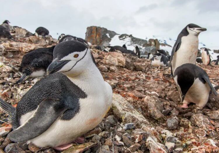 Как спят пингвины в Антарктиде. Ученые внедрили в головы пингвинов датчики для слежения за активностью головного мозга. Фото.