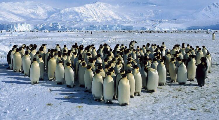 Как спят пингвины в Антарктиде. В колониях пингвинов могут быть миллионы особей. Фото.