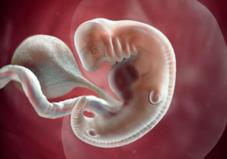 Как развивается ребенок в утробе матери. Эмбрион человека на 5 неделе беременности. Источник: babycenter.com. Фото.
